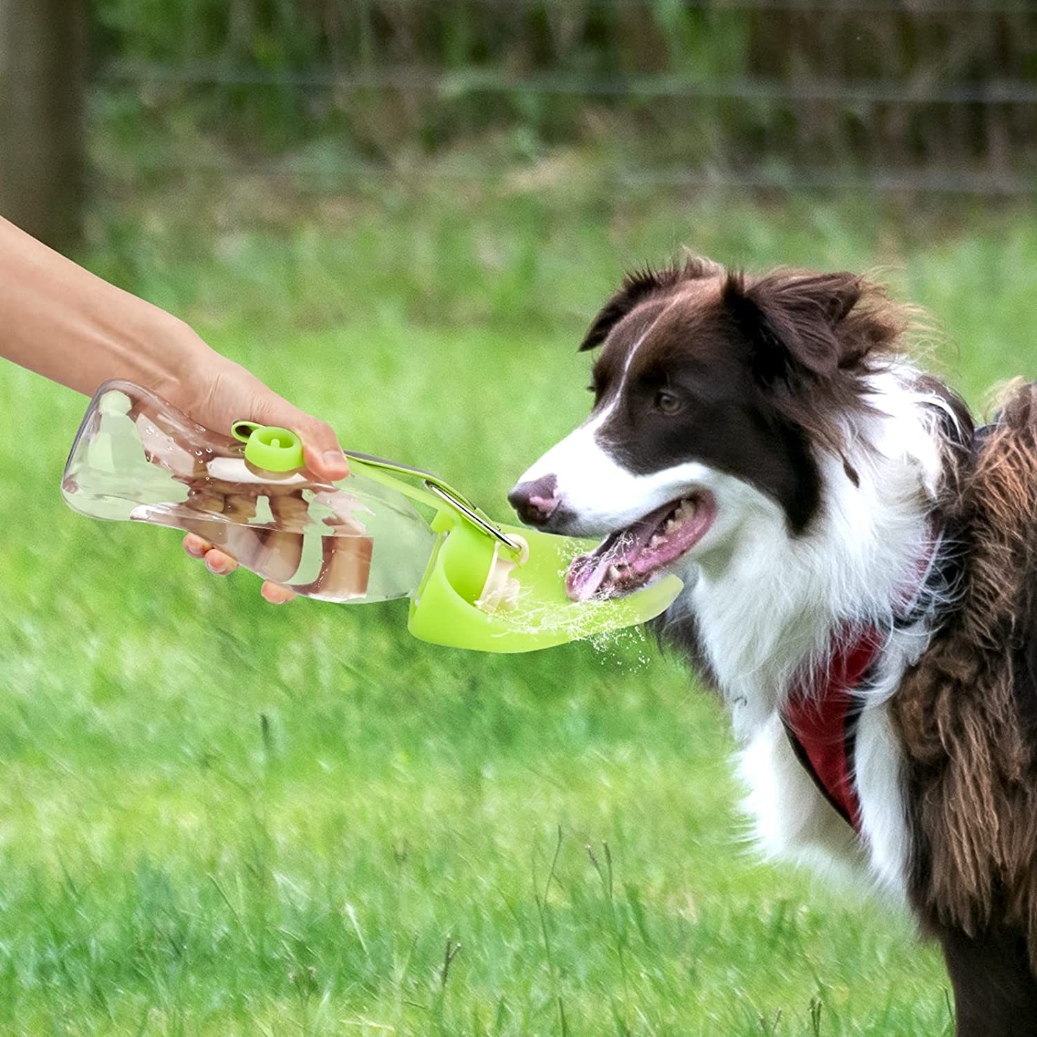 Brown and white dog drinking from a green portable water bottle outdoors on green grass.