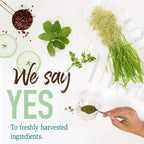 GreenVitality Superfood Powder - Juiced Greens Blend - Health Care by Handbags Specialist Headquarter | Available at Handbags Specialist Headquarter