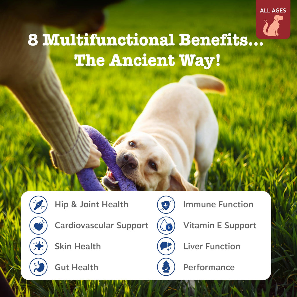PawZest Omega Multivitamin Chews - Senior & Puppy -  by Handbags Specialist Headquarter | Available at Handbags Specialist Headquarter