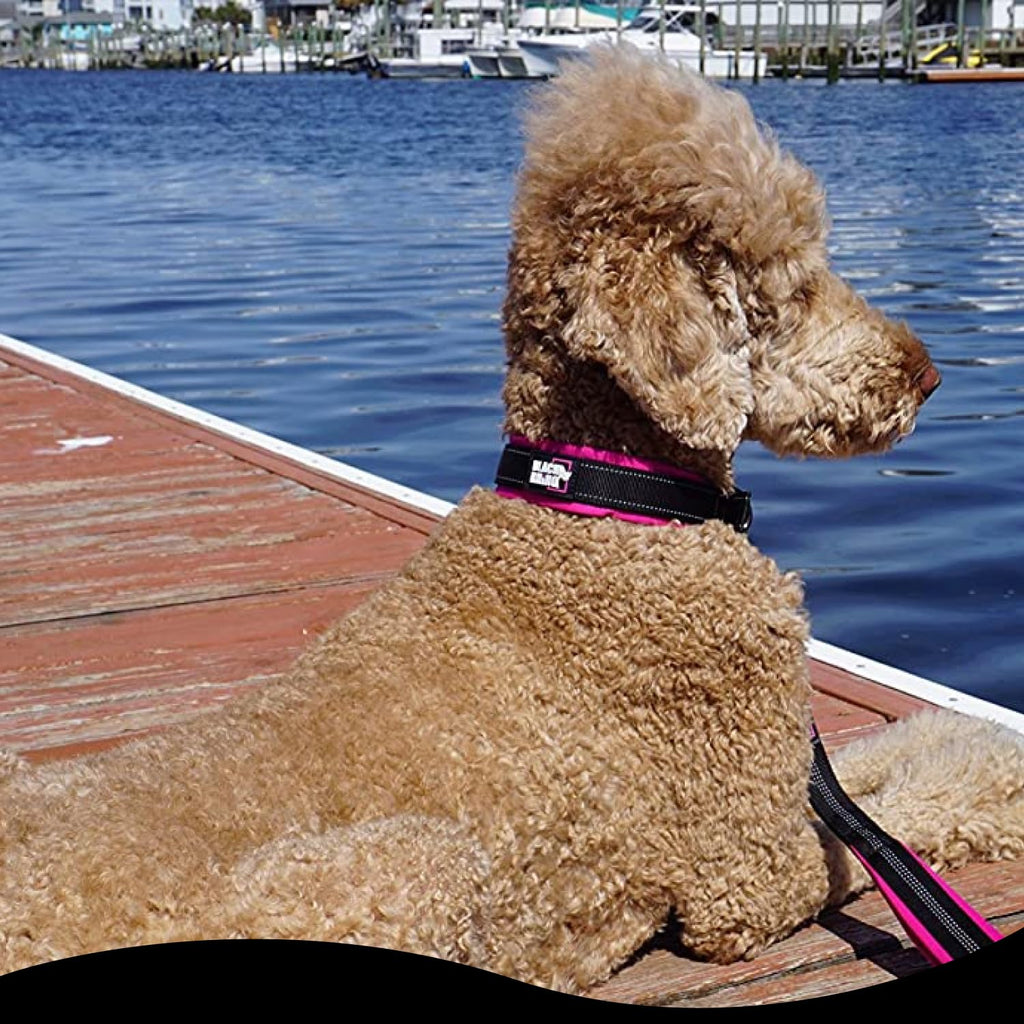 RhinoGrip Aqua: Double Handle Reflective Dog Leash -  by Handbags Specialist Headquarter | Available at Handbags Specialist Headquarter