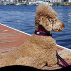 RhinoGrip Aqua: Double Handle Reflective Dog Leash -  by Handbags Specialist Headquarter | Available at Handbags Specialist Headquarter