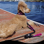 RhinoGrip Aqua: Double Handle Reflective Dog Leash -  by Handbags Specialist Headquarter | Available at Handbags Specialist Headquarter