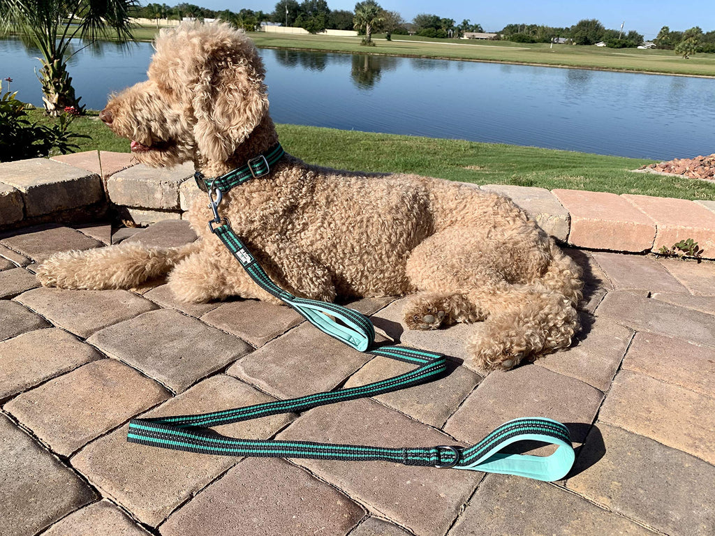 RhinoGrip Aqua: Double Handle Reflective Dog Leash -  by Handbags Specialist Headquarter | Available at Handbags Specialist Headquarter