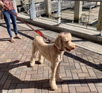 RhinoGrip Aqua: Double Handle Reflective Dog Leash -  by Handbags Specialist Headquarter | Available at Handbags Specialist Headquarter